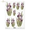 iris, irises, flower, flowers, R389